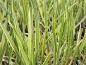 Preview: Wasserschwaden - Glyceria maxima vadriegata